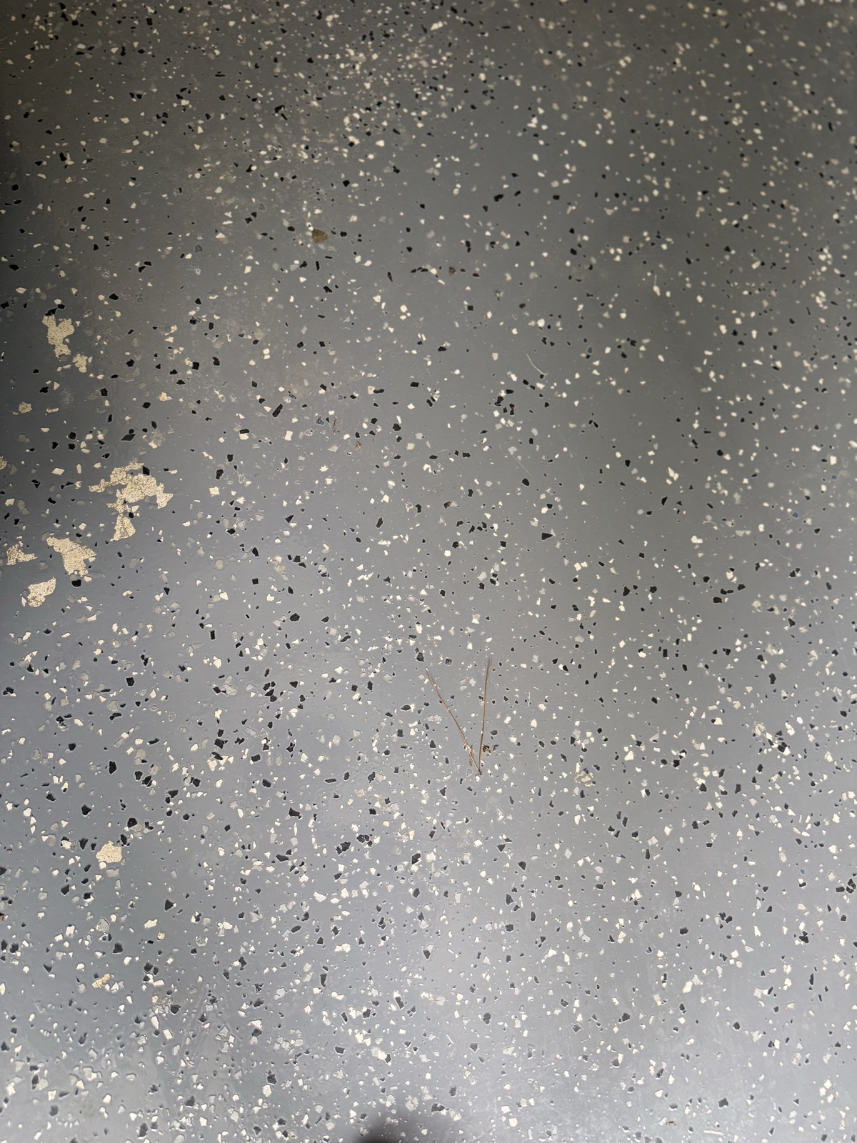 Multiple peeled patches in the epoxy floor