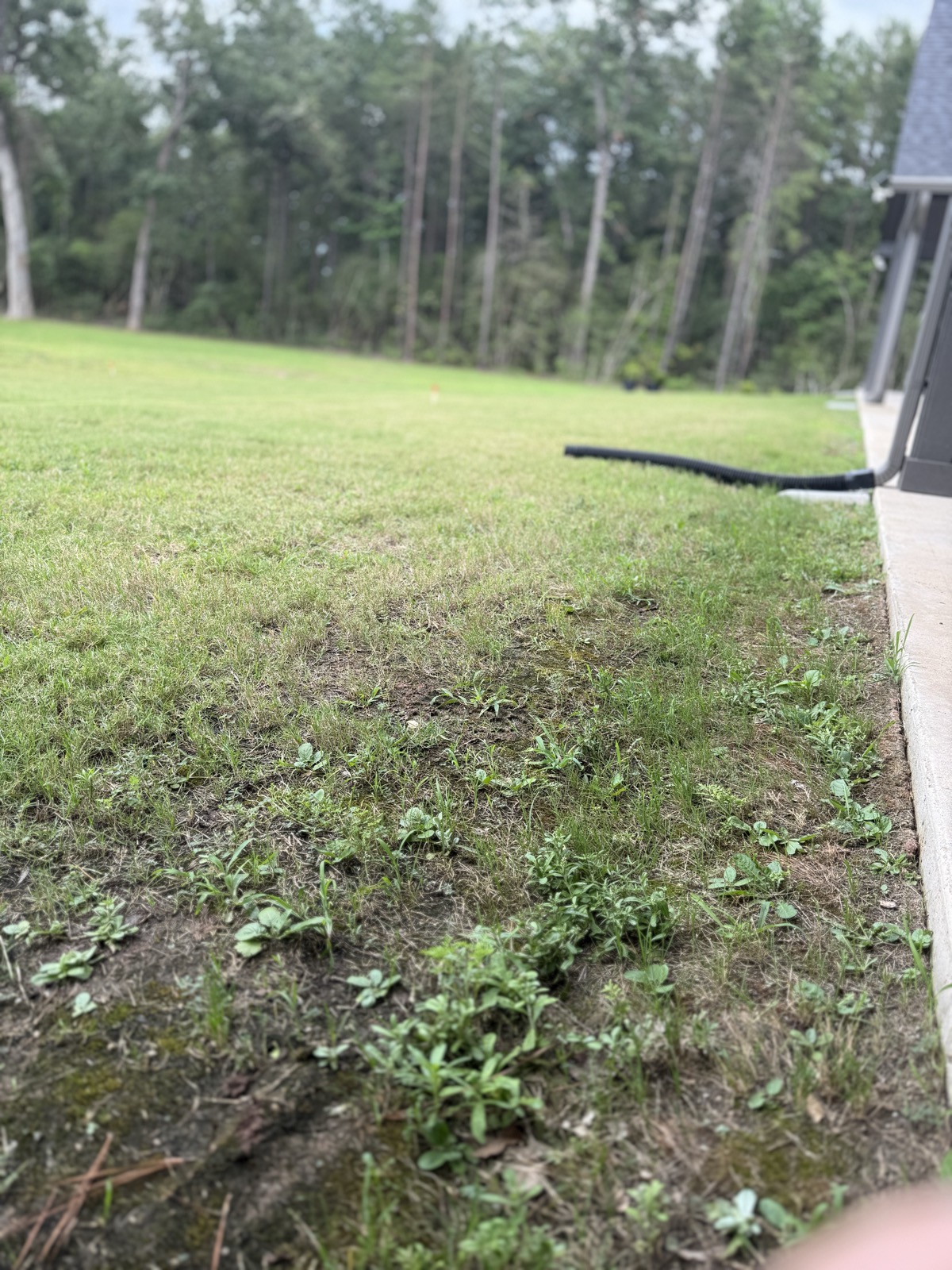 Low spot in the backyard where water pools near the house