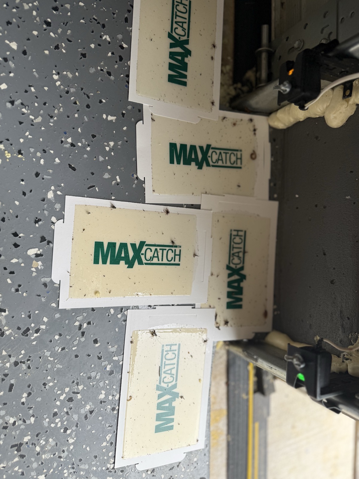 Insect glue traps on the garage floor full of bugs
